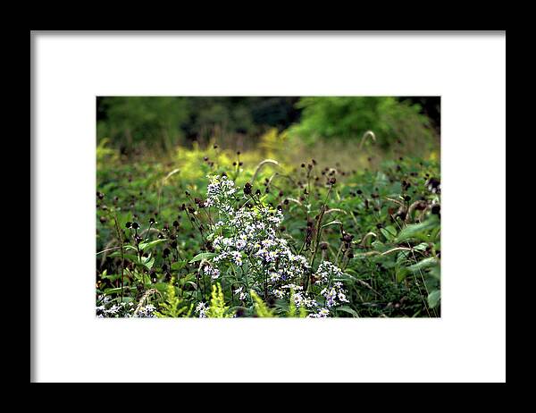 Flowers Framed Print featuring the photograph Flowers at the End of Summer by Christopher Reed