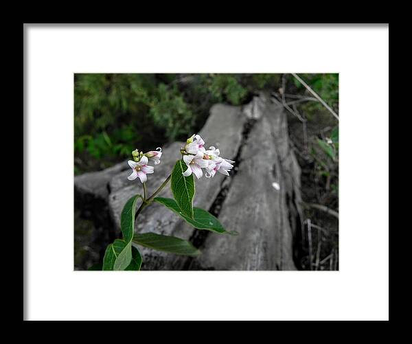 Flower Framed Print featuring the photograph Flowers by a Log by Amanda R Wright