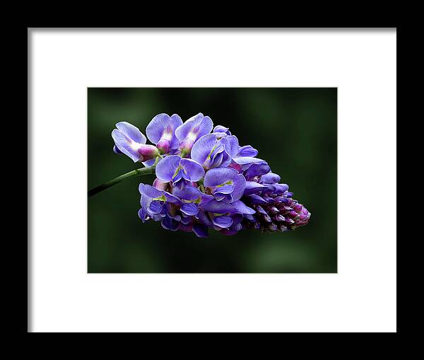 Photography Framed Print featuring the mixed media Flowers Photography-42 by Art By Lakshmi