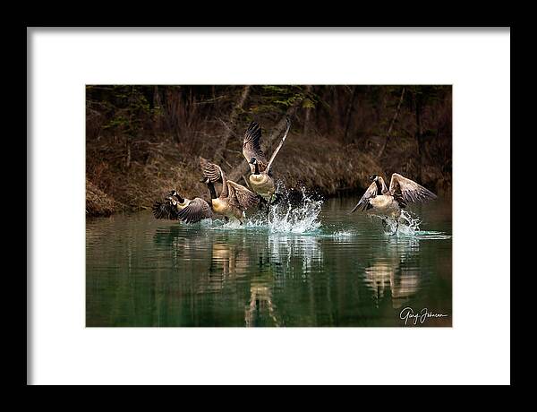 Canada Framed Print featuring the photograph Fly Away Home by Gary Johnson