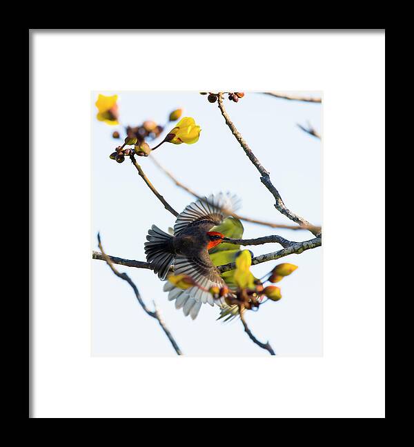 Vermilion Flycatcher Framed Print featuring the photograph Flycatcher-Kingbird by Shane Bechler