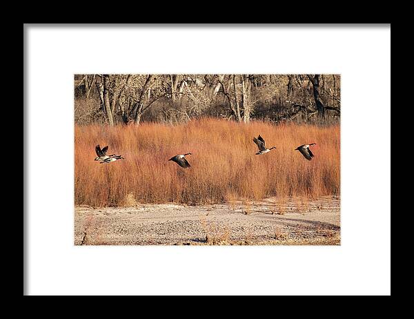 Geese Framed Print featuring the photograph Flying Geese in the Bosque by Mary Lee Dereske