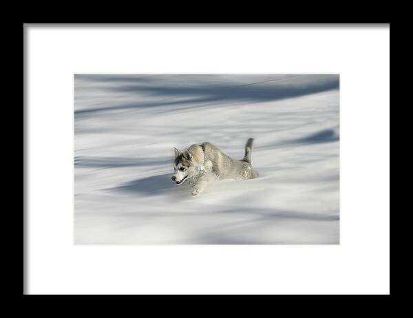 Snow Framed Print featuring the photograph Flying in a Husky Dream by Wayne King