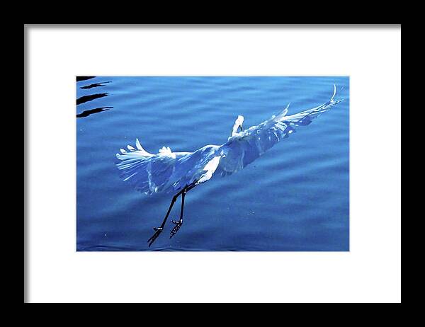 White Egret Flying Water Lake Framed Print featuring the digital art Flying white egret by Kathleen Boyles