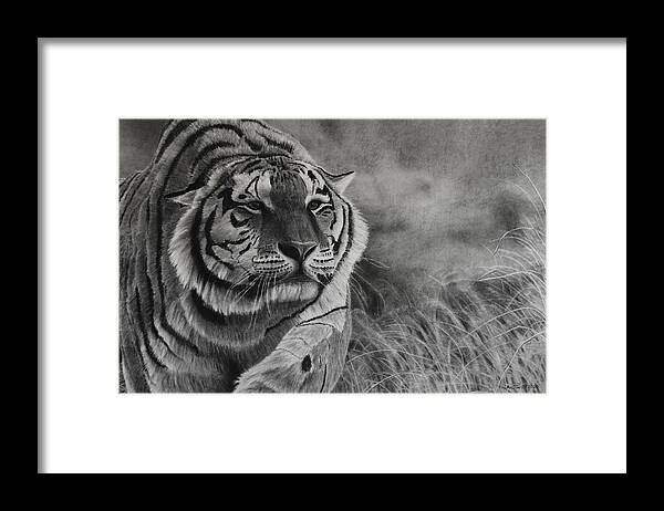 Tiger Framed Print featuring the drawing Focus by Greg Fox