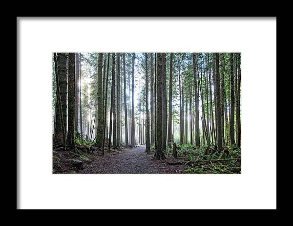 Landscape Framed Print featuring the photograph Fog and Sun Through The Old Growth by Allan Van Gasbeck