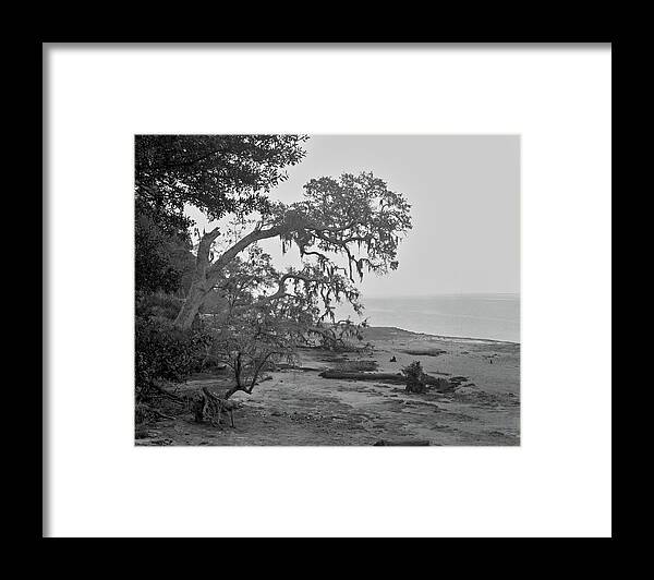 Cumberland Island Framed Print featuring the photograph Foggy trees, Cumberland Island, 1987 by John Simmons