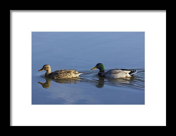 Bird Framed Print featuring the photograph Follow the Leader by Loyd Towe Photography
