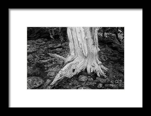 Ancient Sentinels Framed Print featuring the photograph Foot of the Bristlecone by Maresa Pryor-Luzier