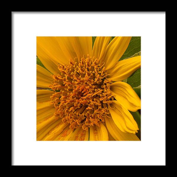 Foothill Framed Print featuring the photograph Foothill Mule-Ears, wildflower, close-up by Alessandra RC