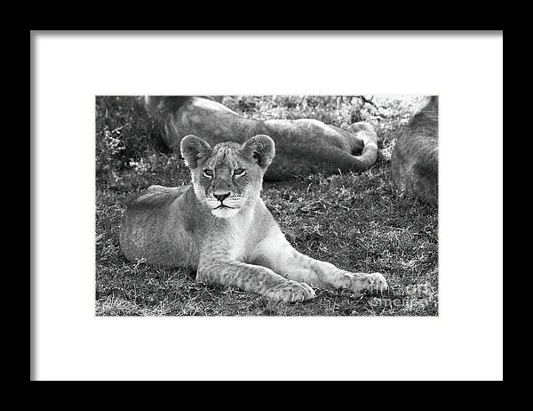 Lion Cub Framed Print featuring the photograph For Elsa the Lion by Chris Scroggins