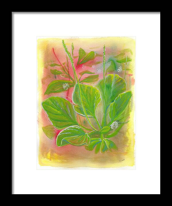 Watercolor Framed Print featuring the painting Forage. Broadleaf Plantain by Tammy Nara