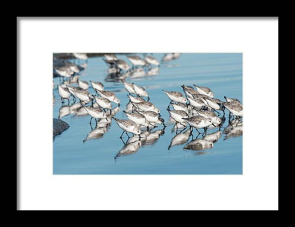 Animals Framed Print featuring the photograph Foraging Sanderlings by Robert Potts