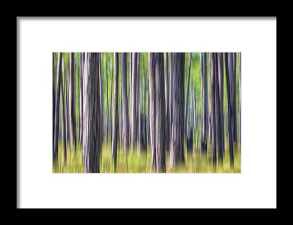Abstract Framed Print featuring the photograph Forest Abstract - Pines of the Croatan National Forest by Bob Decker