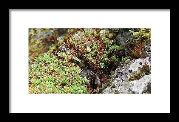 Lichen Framed Print featuring the photograph Forest beauty by Nicola Finch