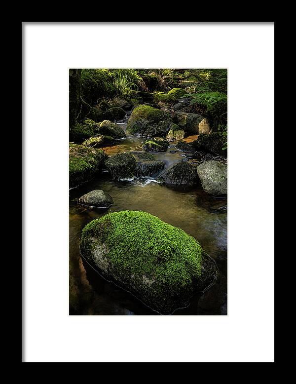 Forest Framed Print featuring the photograph Forest Creek by Nicklas Gustafsson