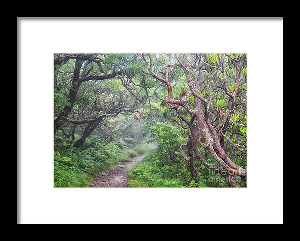 Craggy Gardens Framed Print featuring the photograph Forest Fantasy by Blaine Owens