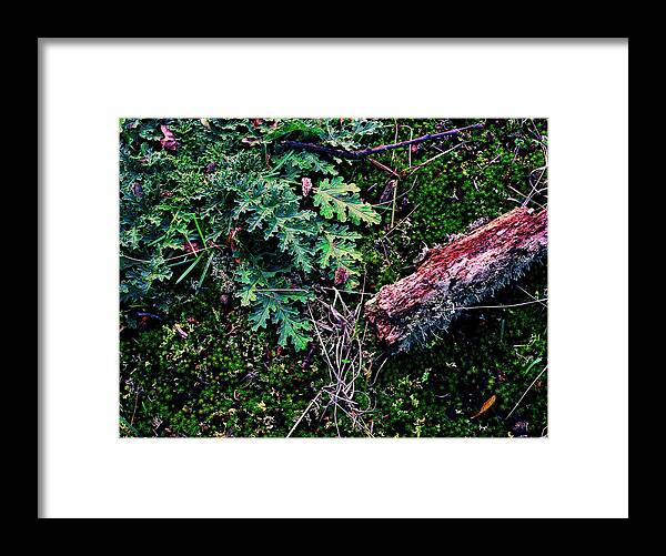 Film Framed Print featuring the photograph Forest Floor - 4 by Rudy Umans