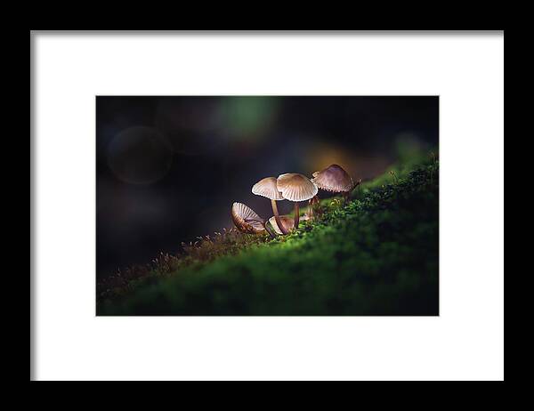 Forest Framed Print featuring the photograph Forest Floor Magic by Scott Norris