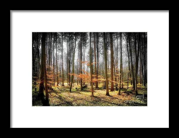 Nag006096 Framed Print featuring the photograph Forest Mystery 02 by Edmund Nagele FRPS
