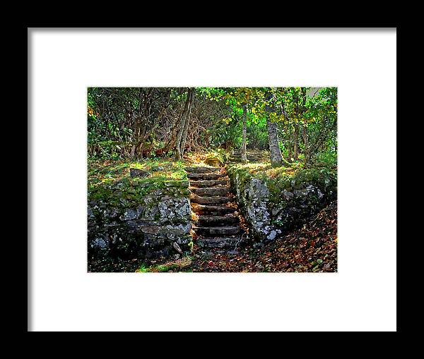 Forest Framed Print featuring the photograph Forest Stairway by Allen Nice-Webb