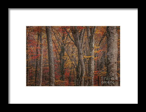 Forest Framed Print featuring the photograph Foresta Faggeta Vetusta del Monte Cimino by Marco Crupi