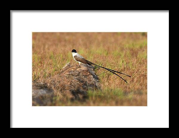 Neo-tropical Birds Framed Print featuring the photograph Fork-tailed Flycatcher by Alan Lenk