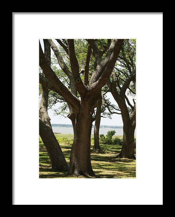  Framed Print featuring the photograph Fort Fisher Oak by Heather E Harman