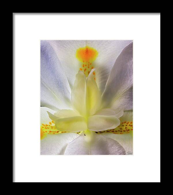 Fortnight Lily Framed Print featuring the photograph Fortnight Lily Closeup by Endre Balogh