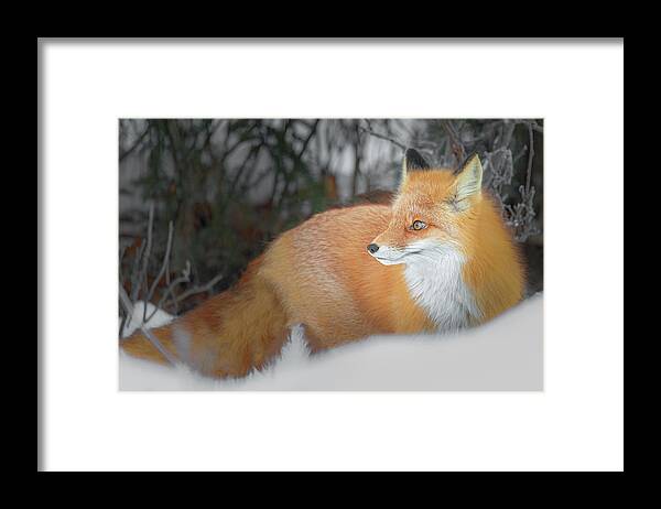 (vulpes Vulpes) Framed Print featuring the photograph Fox in the Woods by James Capo