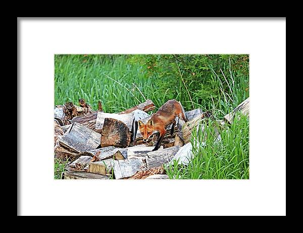 Fox Framed Print featuring the photograph Fox In The Woodpile by Debbie Oppermann