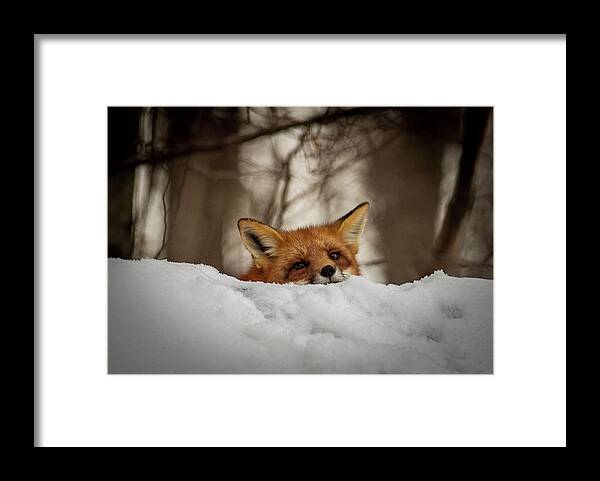 Red Fox Framed Print featuring the photograph Fox resting on roof by Stephen Sloan