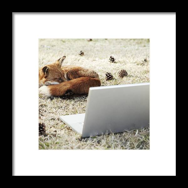 One Animal Framed Print featuring the photograph Fox sleeping with laptop by Richard Drury
