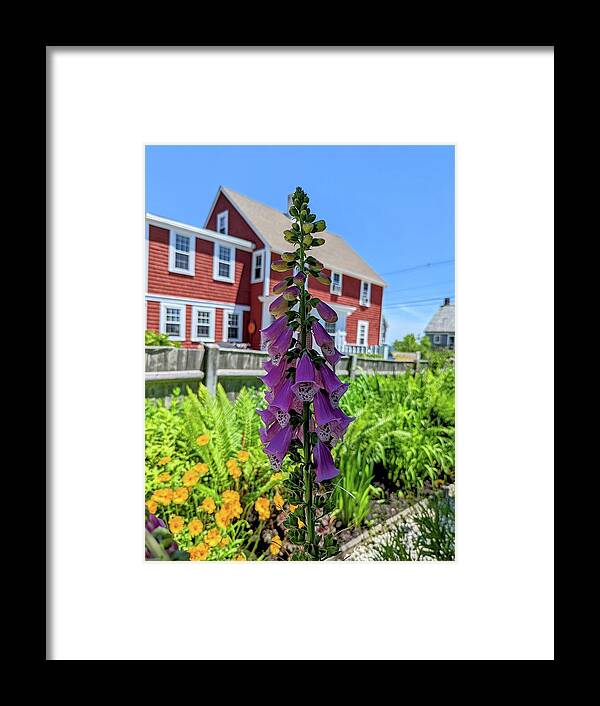 Foxglove Framed Print featuring the painting Foxglove and a Red House by Annalisa Rivera-Franz