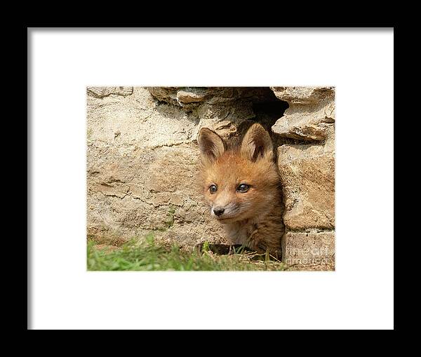 Fox Framed Print featuring the photograph Foxy New Day by Chris Scroggins