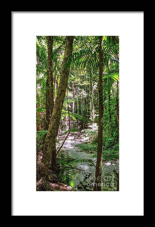Rain Forest Framed Print featuring the photograph Fraser Island Rain Forest by Frank Lee