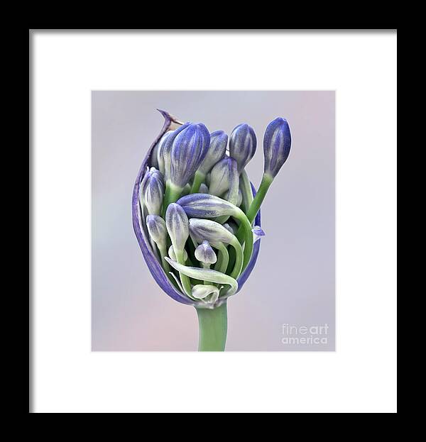 Freedom Togetherness Agapanthus Pod Opening Buds Together Flowering Tight Happy Joy Many Beautiful Delightful Head Tender Delicate Close Up Macro Home House Arising Beauty Gentle Blue Green Fairy Tale Inspirational Symphony Musical Painterly Watercolor Impressions Pastel Charming Pleasing Attractive Harmony Elegance Calm Flowers Soft Micro Colorful Pretty Poetic Romantic Harmonious Sweet Sentimental Emotional Elegant Magical Idyllic Associative Nice Silky Creative Contemporary Smart Caring Fab Framed Print featuring the photograph Freedom And Togetherness - Agapanthus Pod Is Opening To Give The Buds Freedom by Tatiana Bogracheva