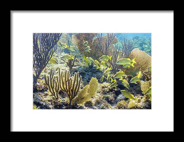 Animals Framed Print featuring the photograph French Class by Lynne Browne