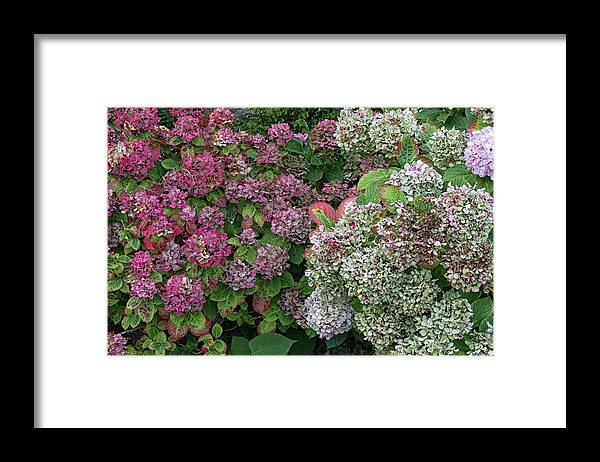 Flowers Framed Print featuring the photograph French Hydrangeas by Lisa Chorny