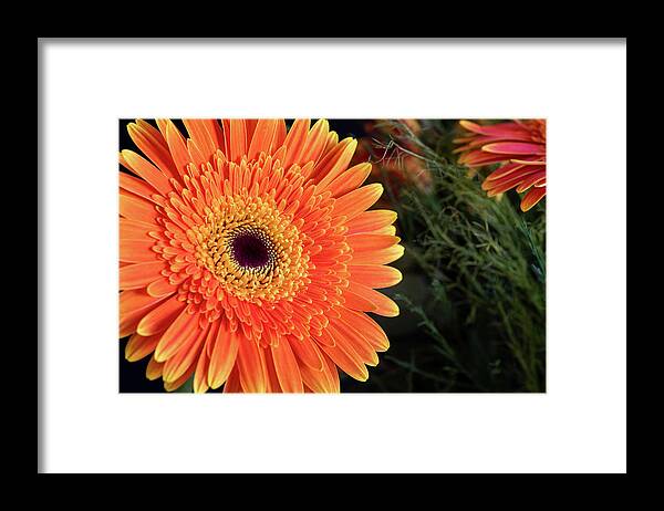 Gerbera Jamesonii Framed Print featuring the photograph Fresh blooming Daisy flower  by Michalakis Ppalis