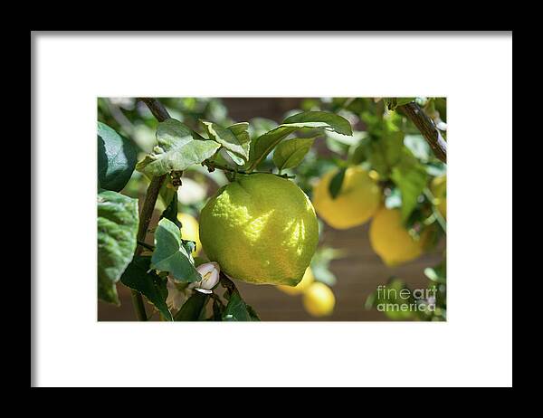 Lemon Tree Framed Print featuring the photograph Fresh Lemon, Lovely Lemon Tree And Flowers In Spring by Adriana Mueller