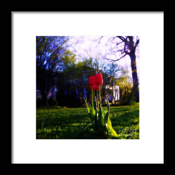 Weather Framed Print featuring the photograph Fresh Spring Tulips - Square by Frank J Casella