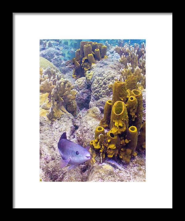 Ocean Framed Print featuring the photograph Friendly Queen by Lynne Browne