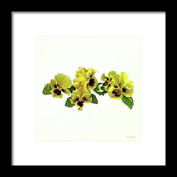 Pansy Framed Print featuring the photograph Frilly Yellow Pansies by Susan Savad