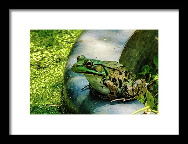 Animals Framed Print featuring the photograph Frog Hollow by Louis Dallara