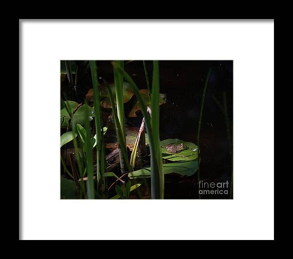 Frog Framed Print featuring the photograph Frog on Lilly Pad 2 by Lorraine Cosgrove