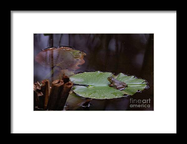 Frog Framed Print featuring the photograph Frog on Lilly Pad by Lorraine Cosgrove