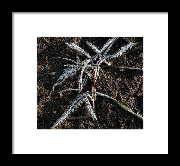 Frost Framed Print featuring the photograph Frost On Crabgrass by Karen Rispin