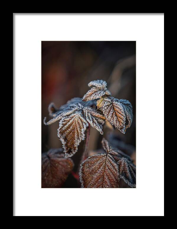 Leaves Framed Print featuring the photograph Frosted Bronze Leaves by Patti Deters