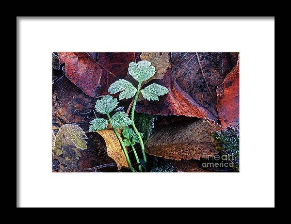  Leaves Framed Print featuring the photograph Frosted buttercup leaves by Michael Wheatley
